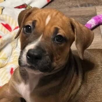 Mixed Breed Dogs Available for Adoption in Normal, Illinois - Porsche | PetCurious