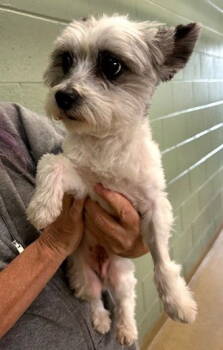 Rescue Cairn Terrier Dogs for Adoption in Hillside, Illinois - Pokemon | PetCurious