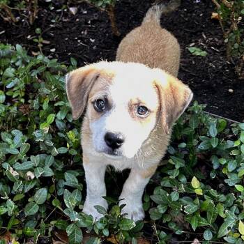 Okra -  Chihuahua and Terrier Dog for Adoption in Houston, Texas - Okra | PetCurious