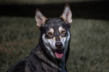 Rescue Husky Dogs for Adoption in Winchester, Kentucky - Luna | PetCurious