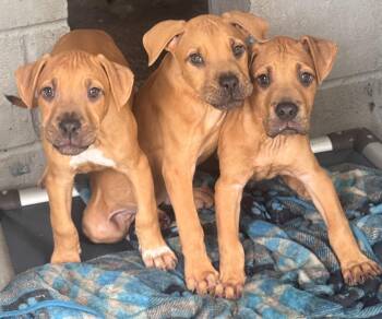 Puppies -  American Bulldog and Rhodesian Ridgeback Dog for Adoption in Elizabethtown, North Carolina - Puppies | PetCurious