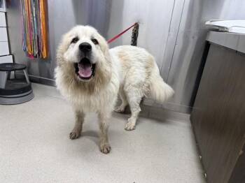 GOOSE -  Great Pyrenees Dog for Adoption in Fairbanks, Alaska - GOOSE | PetCurious