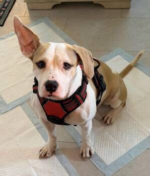 Annie -  American Bulldog and Beagle Dog for Adoption in Pompano Beach, Florida - Annie | PetCurious
