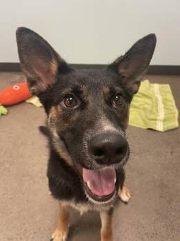 Dosey Doe -  Mixed Breed Dog for Adoption in Mishawaka, Indiana - Dosey Doe | PetCurious