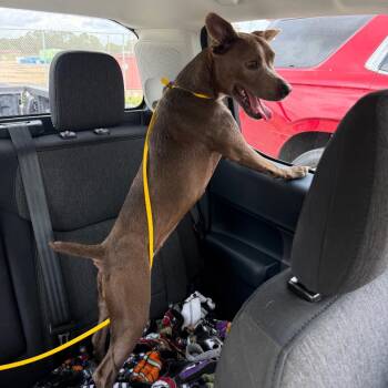 Bluey -  Patterdale Terrier Fell Terrier Dog for Adoption in Lake Jackson, Texas - Bluey | PetCurious