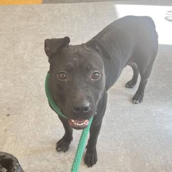 Sasha -  Mixed Breed Dog for Adoption in Philadelphia, Pennsylvania - Sasha | PetCurious