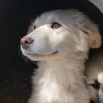 Great Pyrenees and Mixed Breed Dogs Available for Adoption - Madonna | PetCurious
