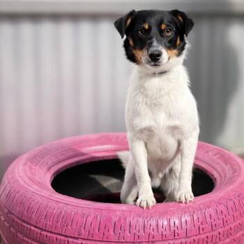 Terrier Dogs Available for Adoption - Norman: The Sweet, Ready‑for‑Adventure Pup From Hondo | PetCurious