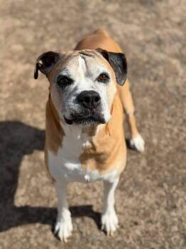 Boxer Dogs Available for Adoption - Turbo | PetCurious