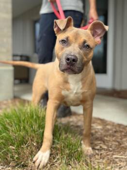 Pit Bull Terrier and Mixed Breed Dogs Available for Adoption in Benton Harbor, Michigan - Pumba | PetCurious