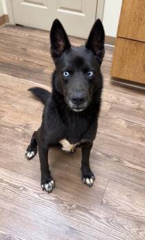 Domino -  Husky Dog for Adoption in Princeton, Massachusetts - Domino | PetCurious