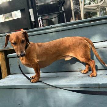 Chief -  Dachshund Dog for Adoption in Hilton, New York - Chief | PetCurious