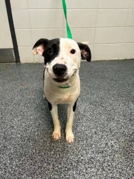 Possom -  Mixed Breed Dog for Adoption in ABRAHAM BALDWIN COLLEGE, Georgia - Possom | PetCurious