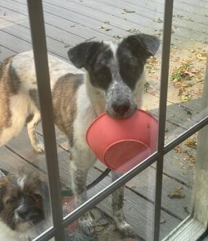 Cattle Dog Dogs Available for Adoption in Holly Springs, North Carolina - Poppy | PetCurious