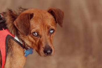Tippi -  Terrier Dog for Adoption in Waunakee, Wisconsin - Tippi | PetCurious