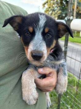 Gone for Good -  Australian Shepherd Dog for Adoption in Waunakee, Wisconsin - Gone For Good | PetCurious