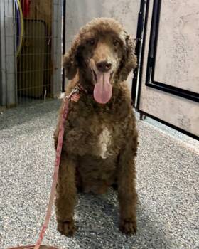 Zofie -  Poodle Dog Available for Adoption in Carson City, Nevada - Zofie | PetCurious