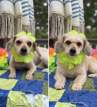 Grayson -  Bichon Frise and Poodle Dog for Adoption - Grayson | PetCurious