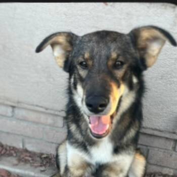 Rescue Shepherd Dogs for Adoption in Kirkland, Washington - Kai - Foster Needed For A Sweet Pup! | PetCurious
