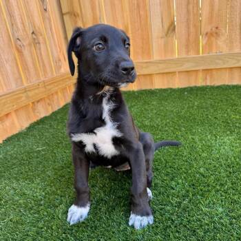 Lida -  Great Dane Dog for Adoption in La Grange, Kentucky - Lida | PetCurious