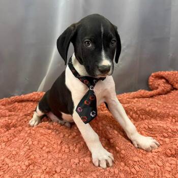 German Shorthaired Pointer Dogs Available for Adoption - Ren | PetCurious