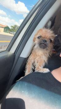 FOSTER ME - Whirley -  Brussels Griffon Dog for Adoption in Grafton, Wisconsin - FOSTER ME - Whirley | PetCurious