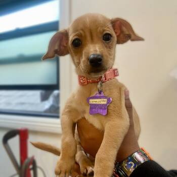Rescue Chihuahua and Mixed Breed Dogs for Adoption in San Francisco, California - Charleston | PetCurious