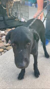 Mike -  Black Labrador Retriever Dog for Adoption - Mike | PetCurious