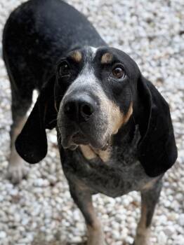 Myrtle McGillicutty -  Bluetick Coonhound Dog for Adoption in Charleston, South Carolina - Myrtle McGillicutty | PetCurious