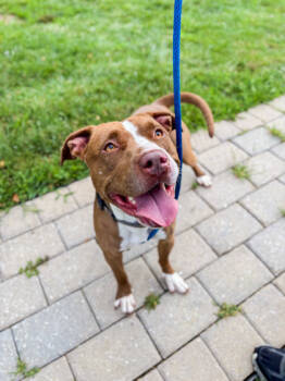 Rescue Mixed Breed Dogs for Adoption in Fallston, Maryland - Freya | PetCurious