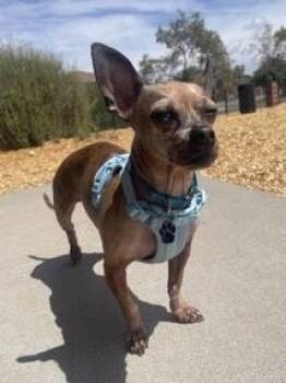 Fifi -  Chihuahua Dog for Adoption in Albuquerque, New Mexico - Fifi | PetCurious
