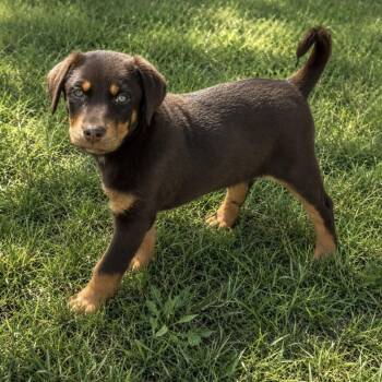 Brea -  Doberman Pinscher and Mixed Breed Dog for Adoption in Pelham, New Hampshire - Brea | PetCurious
