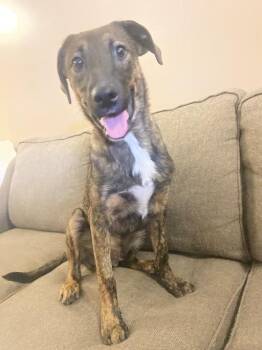 Rescue Dutch Shepherd Dogs for Adoption in Germantown, Tennessee - Mugsy | PetCurious