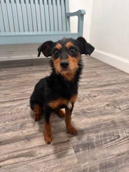 Mixed Breed Dogs Available for Adoption in Labelle, Florida - Dog 1 | PetCurious