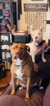 Sia -  American Staffordshire Terrier and French Bulldog Dog for Adoption in Newcastle, California - Sia | PetCurious