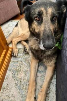 Theo -  German Shepherd Dog Dog for Adoption in San Diego, California - Theo | PetCurious