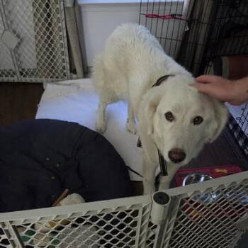 Luna -  Great Pyrenees and Mixed Breed Dog for Adoption in Raleigh, North Carolina - Luna | PetCurious