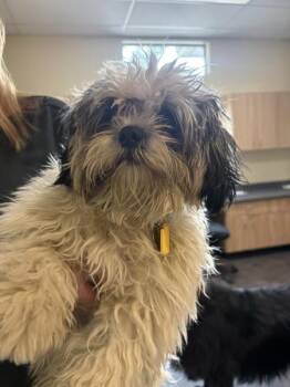 Moo Moo -  Shih Tzu Dog for Adoption in Kennewick, Washington - Moo Moo | PetCurious