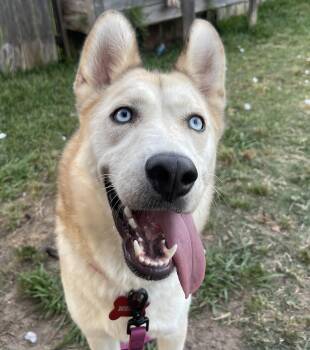 Rescue Husky Dogs for Adoption in Richmond, Texas - Mulan | PetCurious