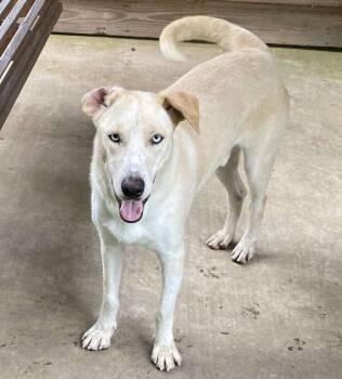 Mixed Breed Dogs Available for Adoption in Northwood, New Hampshire - Bruce | PetCurious