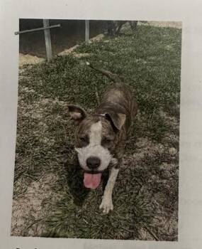 William -  Mixed Breed Dog for Adoption in Palm Coast, Florida - William | PetCurious