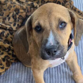 Mixed Breed Dogs Available for Adoption in North Myrtle Beach, South Carolina - Skooter | PetCurious