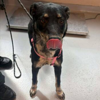 Mixed Breed Dogs Available for Adoption in Huntington, West Virginia - Rascal | PetCurious