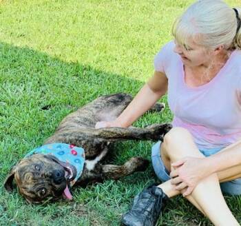 Bruno $85 -  Boxer and Mixed Breed Dog for Adoption in Seneca, South Carolina - Bruno $85 | PetCurious