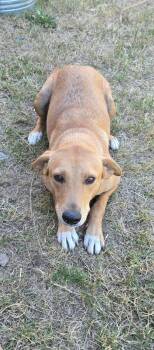 Goldie -  Mixed Breed Dog for Adoption in Rochester, Washington - Goldie | PetCurious