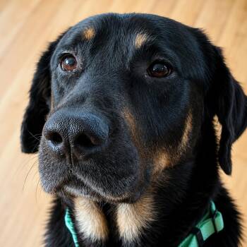 Dewey - Handsome, Charming, Smart, the Happiest Dog Ever & Great -  Black Labrador Retriever Dog for Adoption in Houston, Texas - Dewey - Handsome, Charming, Smart, The Happiest Dog Ever & Great | PetCurious