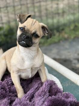 Butters -  Pug and Chihuahua Dog for Adoption in Petaluma, California - Butters | PetCurious