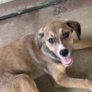 Summers -  Terrier and Mixed Breed Dog for Adoption in Marshall, Texas - Summers | PetCurious