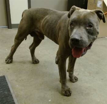 Rescue American Staffordshire Terrier Dogs for Adoption in Ontario, California - WIZARD | PetCurious