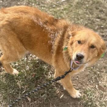 Mixed Breed Dogs Available for Adoption - Loretta | PetCurious